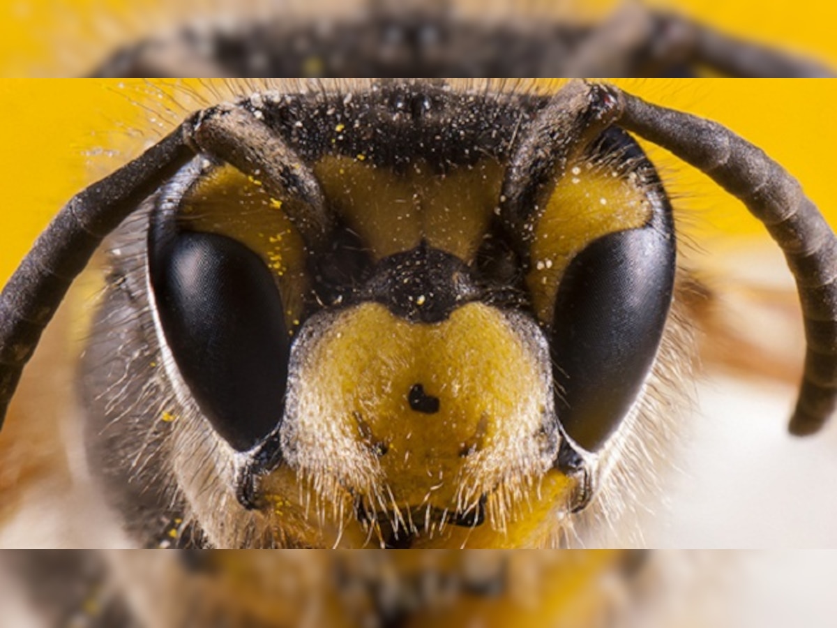 Bees can see much better than thought, explain scientists