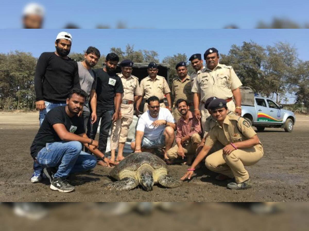 An orphanage for turtles: Dahanu rehab centre to get upgrade