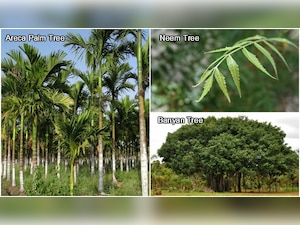 #EarthDayWithDNA: A map for all trees