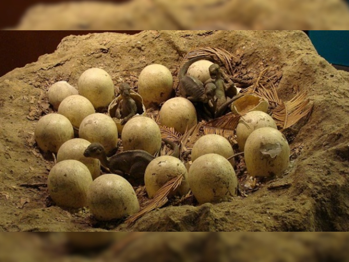 70 million-year-old dinosaur egg fossils discovered in China