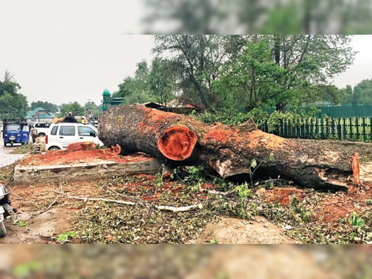 Heritage Chinar trees face axe of development, citizens protest