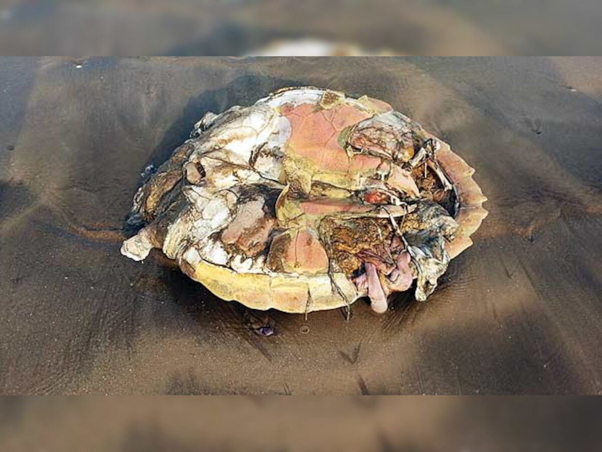 Five carcasses wash up on Juhu beach in one month