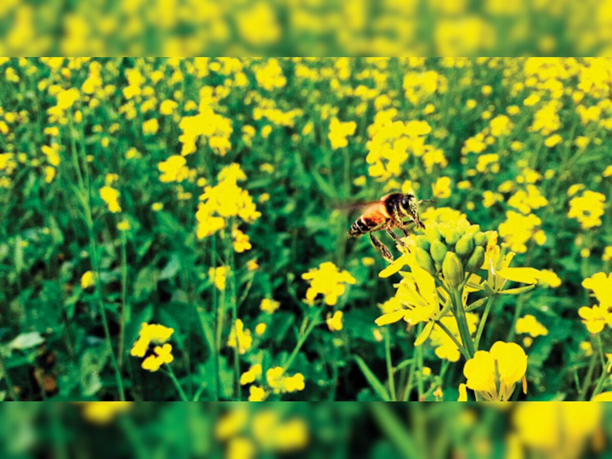 DNA Edit: Hope for GM mustard