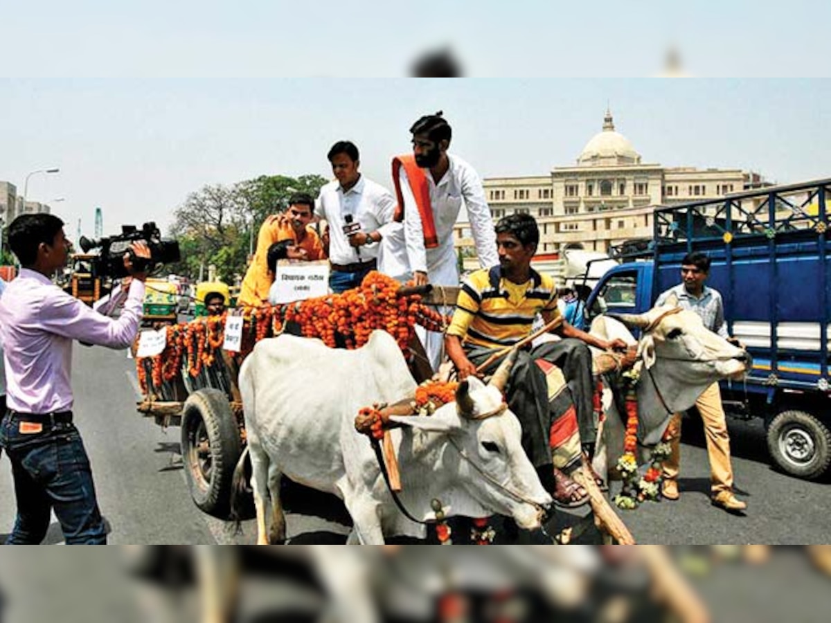 Crorepati MLA's bullock cart ride leaves owner fretting