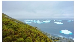 Antarctica 'greening' due to climate change: Study