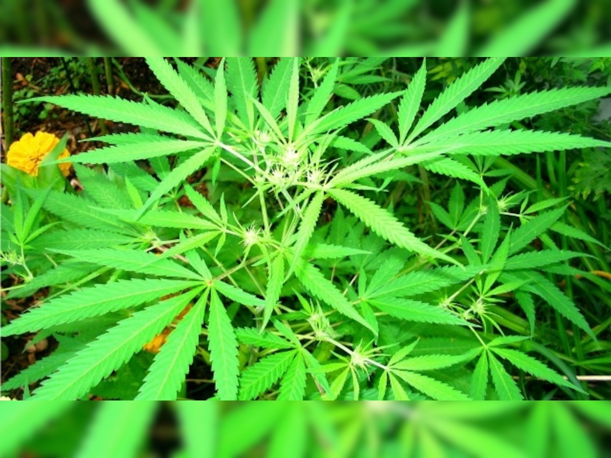 Himachal Pradesh local women destroy cannabis plantations