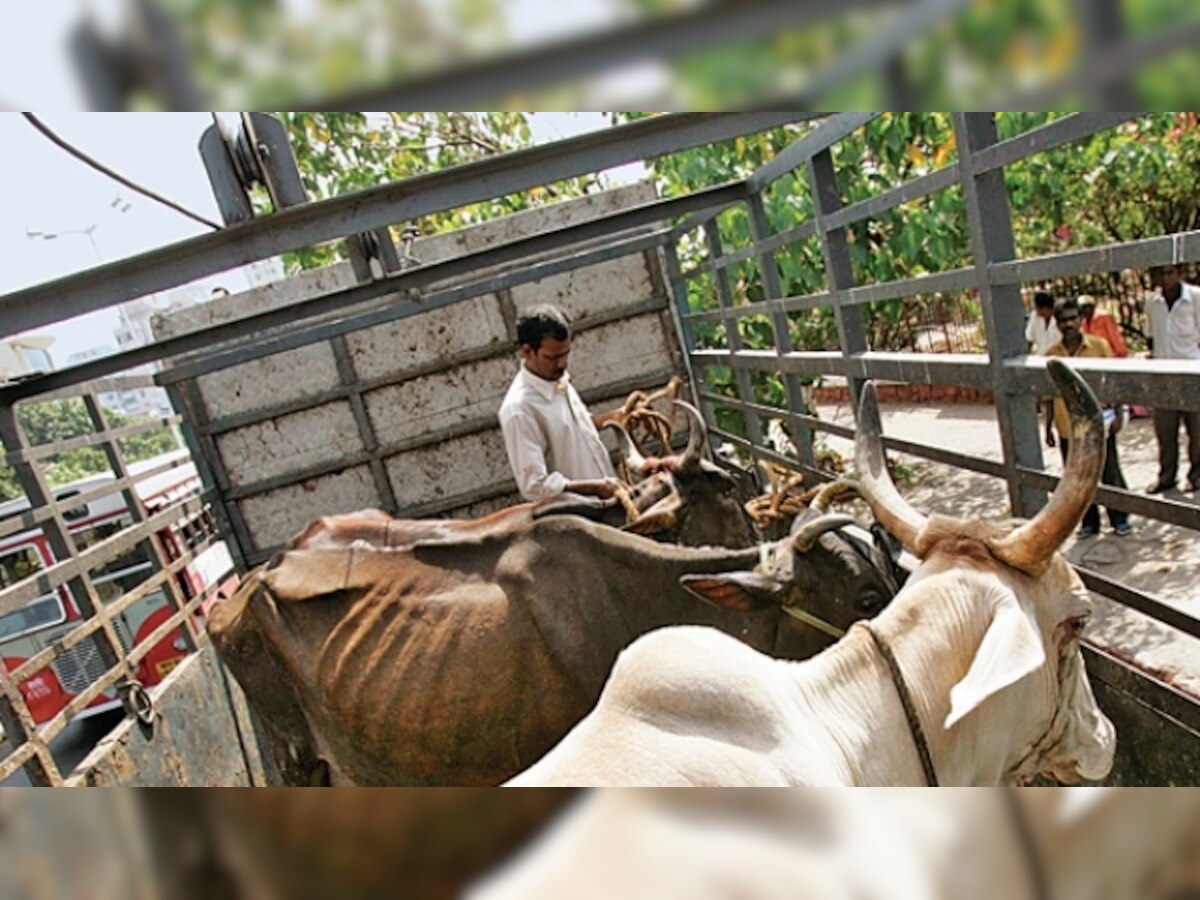 Trading of cattle for slaughter at livestock markets banned