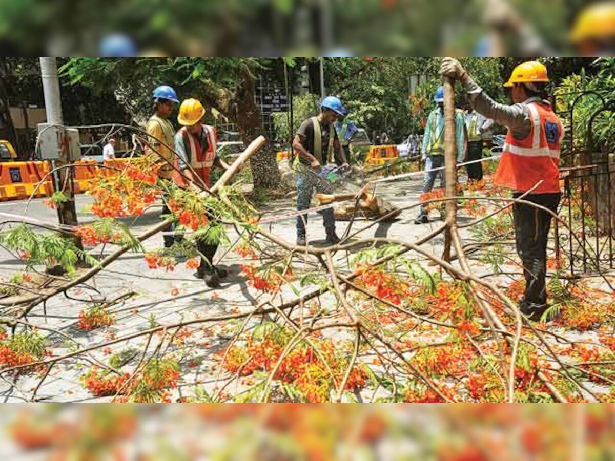 HC refuses to stop tree felling for Metro 3