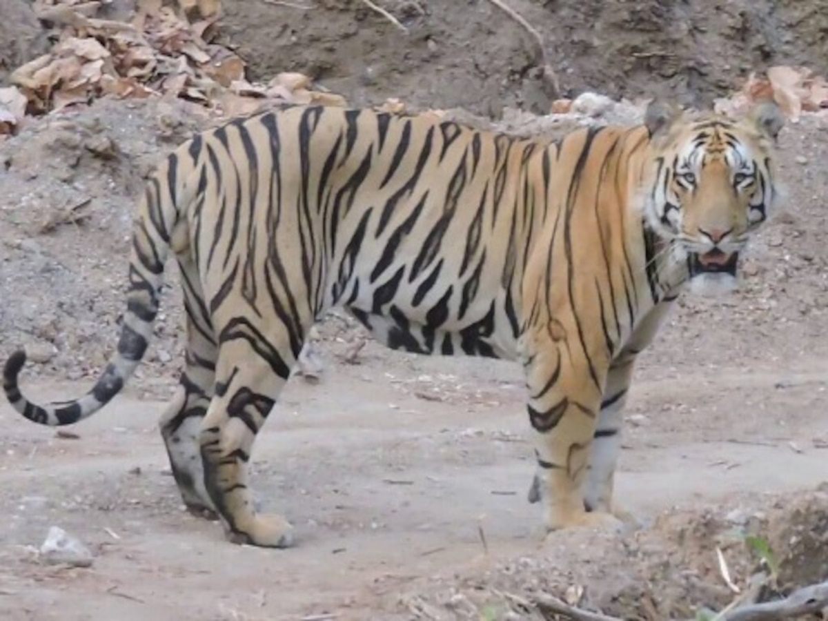 Missing from Umred sanctuary, tiger spotted near Pench reserve by tourist