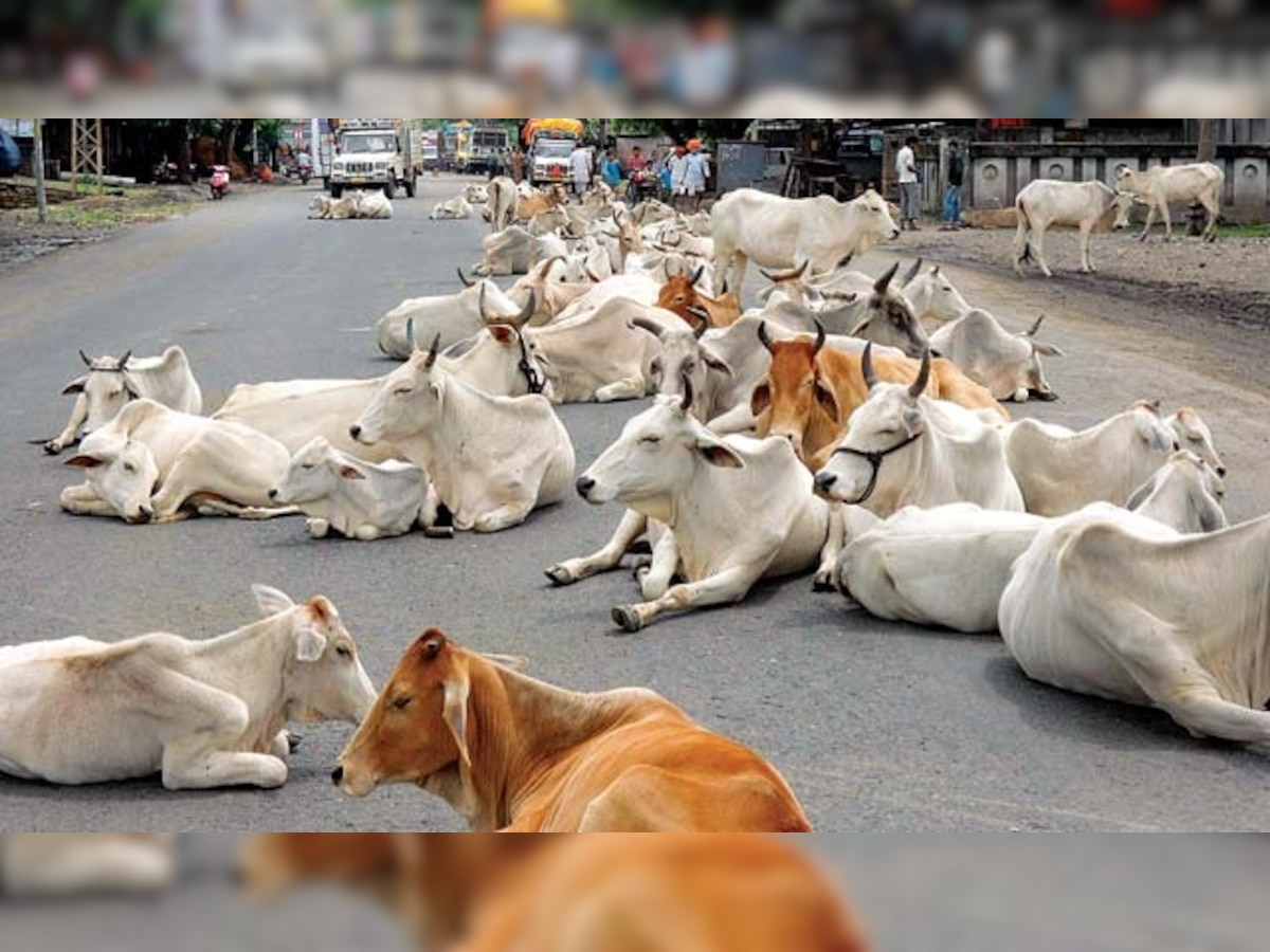 Kerala: Beef fests organised to protest against Centre's ban on cattle sale for slaughter