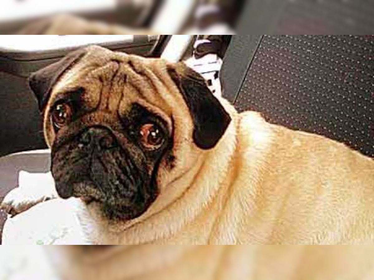 Researchers decode why pugs, bulldogs have flat faces