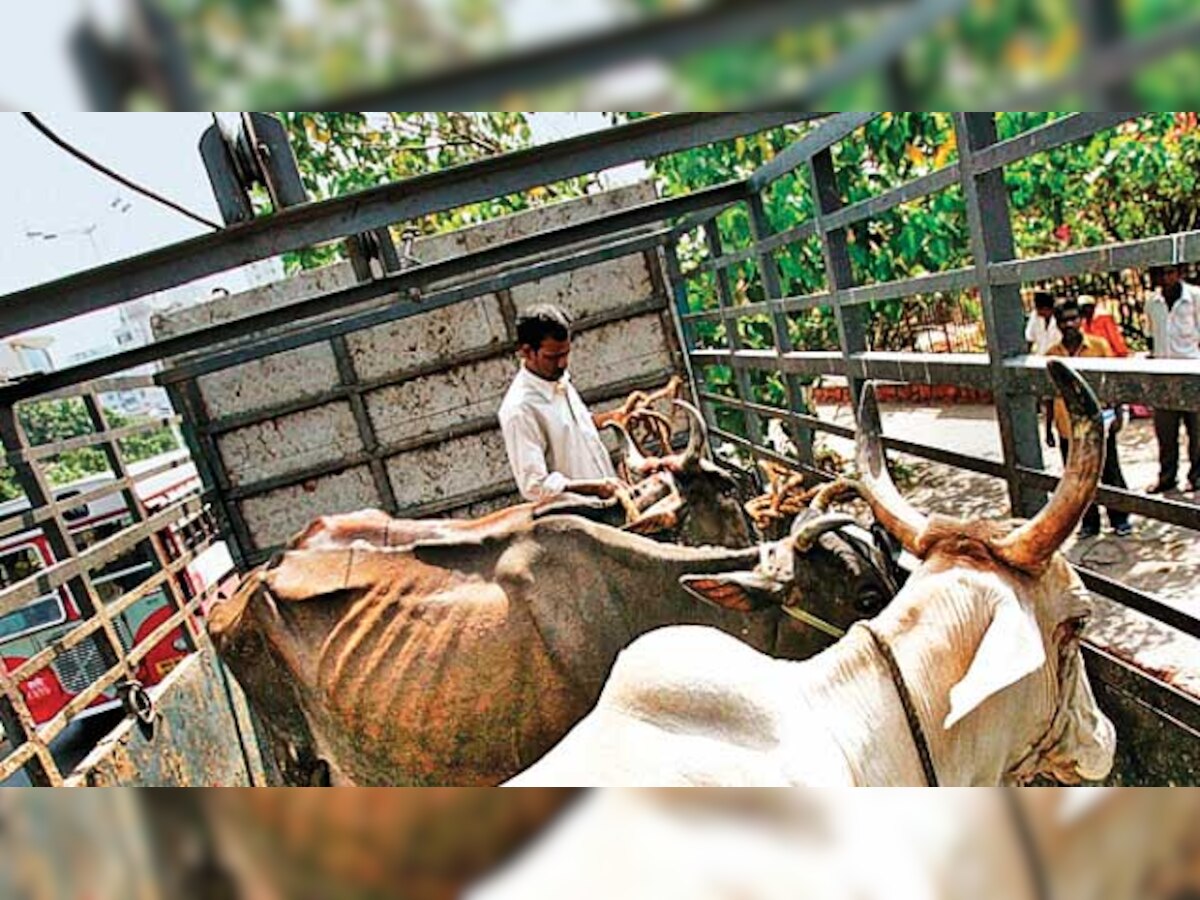 DNA Edit: Slaughter politics