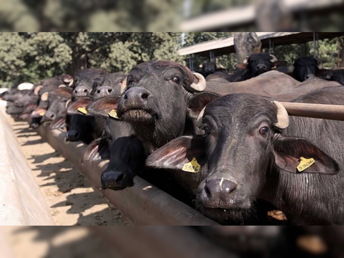 Madras HC stays Centre's cattle slaughter ban, Govt looks to re-examine rules