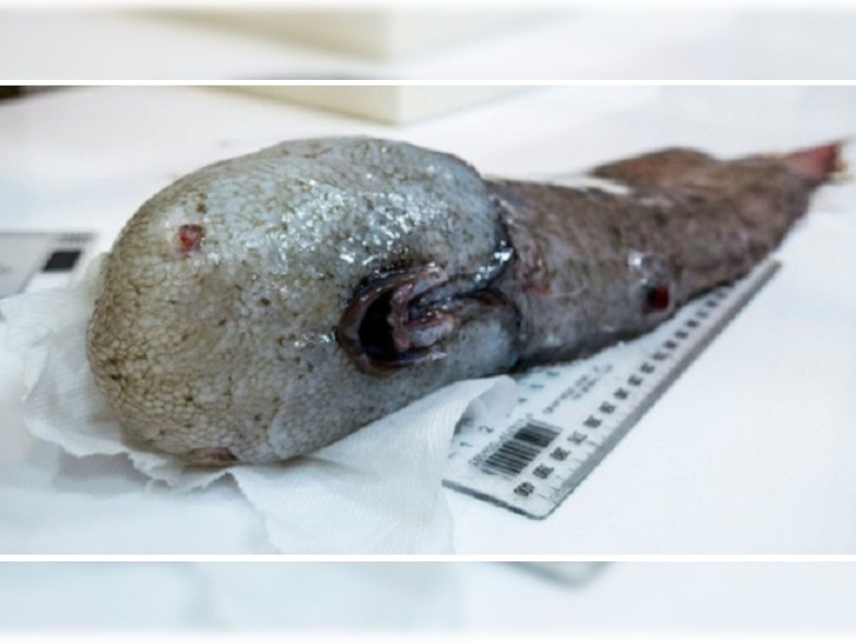 'Faceless' fish among weird deep sea creatures found in Australia