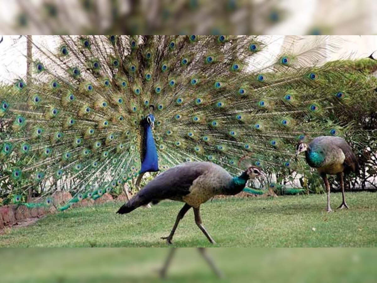 'Pushpa, I hate tears': Twitter loses it over Rajasthan HC judge's 'peacocks don't have sex' comment