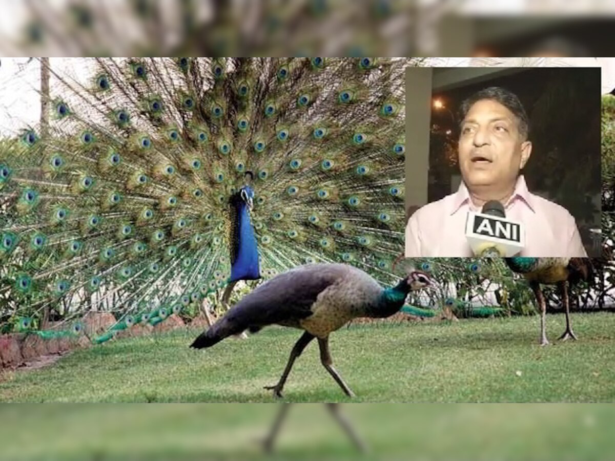 Peacocks don't have sex: Rajasthan HC judge who wants cow to be national animal