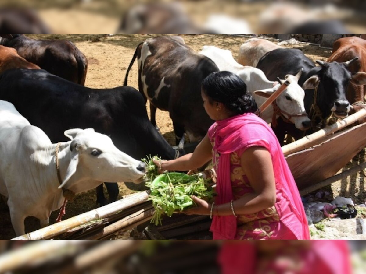 Cow slaughter ban has to be decided by states, not centre, says BJP 