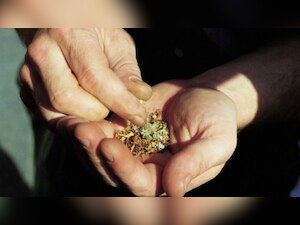 Pot-smokers don't necessarily quit after becoming parents