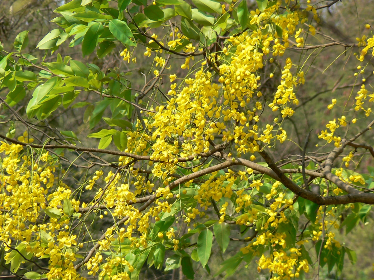 8 trees to plant for biodiversity