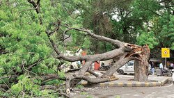 Monsoon claims over 119 trees, so far
