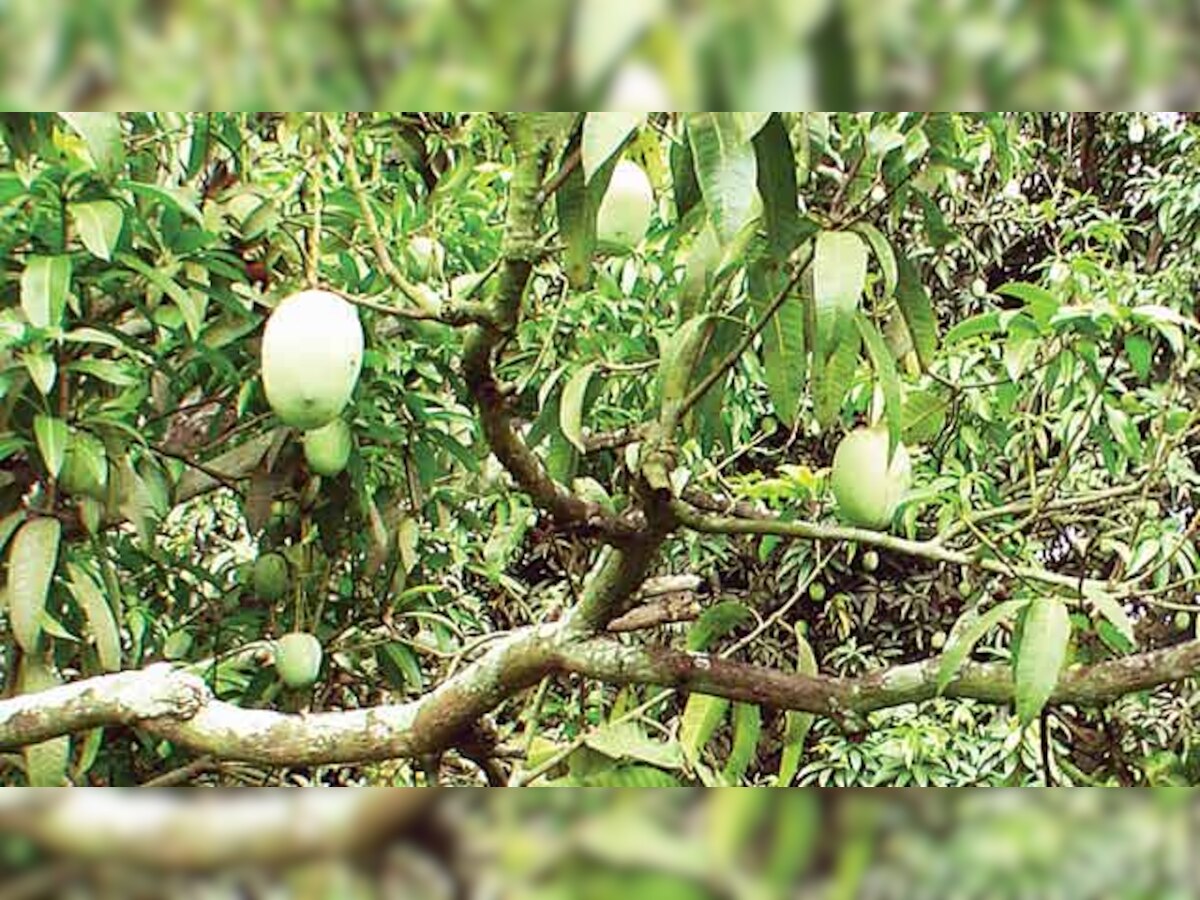 End of days nigh for Dhuliya Malda mangoes