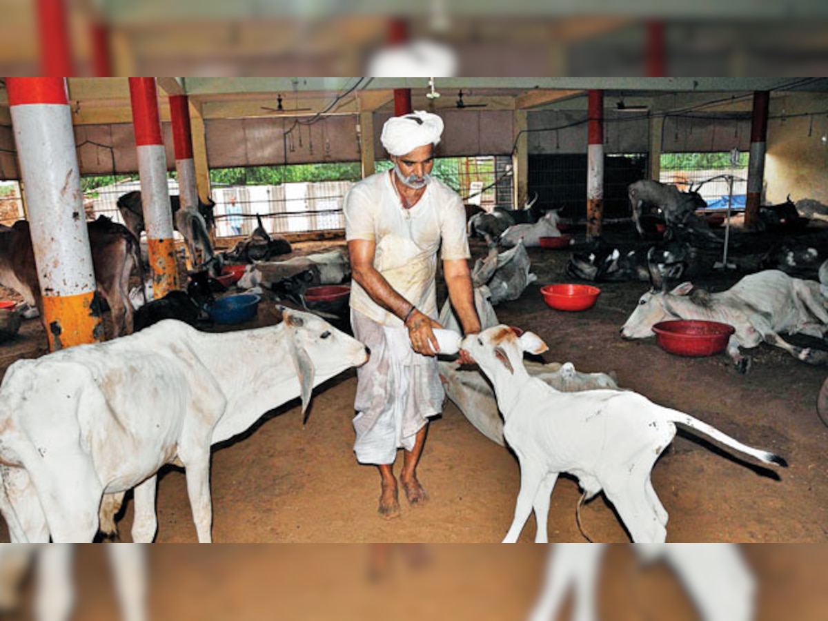 Bihar sets up its first shelter for cows