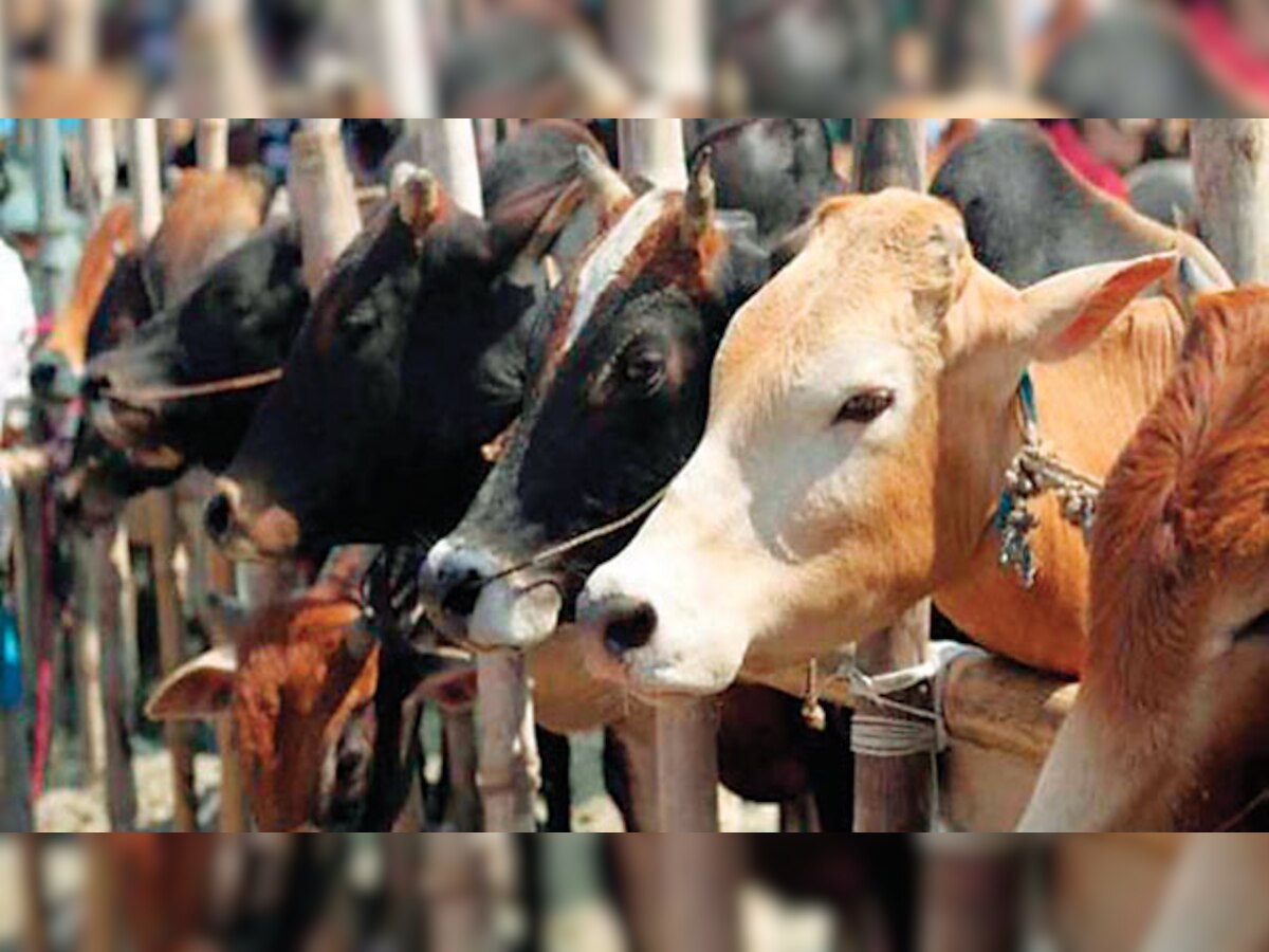 We don't support cow vigilantism: Government to Supreme Court