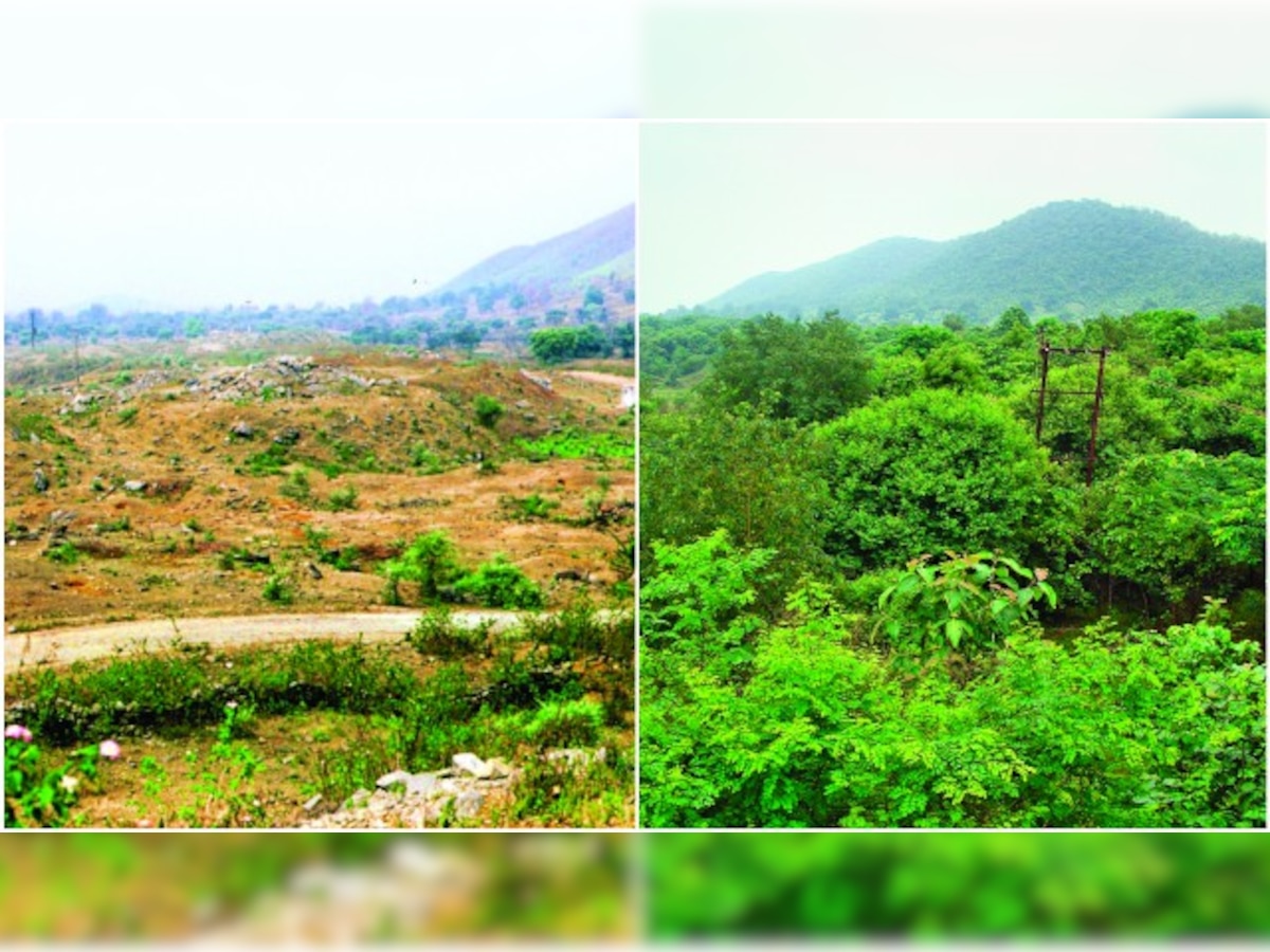 How to grow a forest: Odisha leads by example