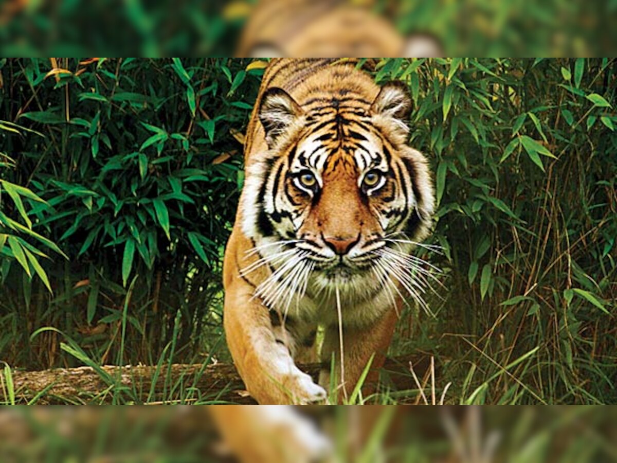 J'khand dam to eat into land for tiger habitat