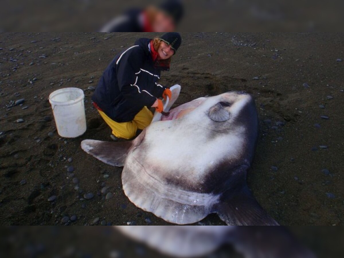 New elusive sunfish species discovered