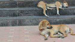 Stray dogs guard abandoned infant girl at Howrah Railway Station
