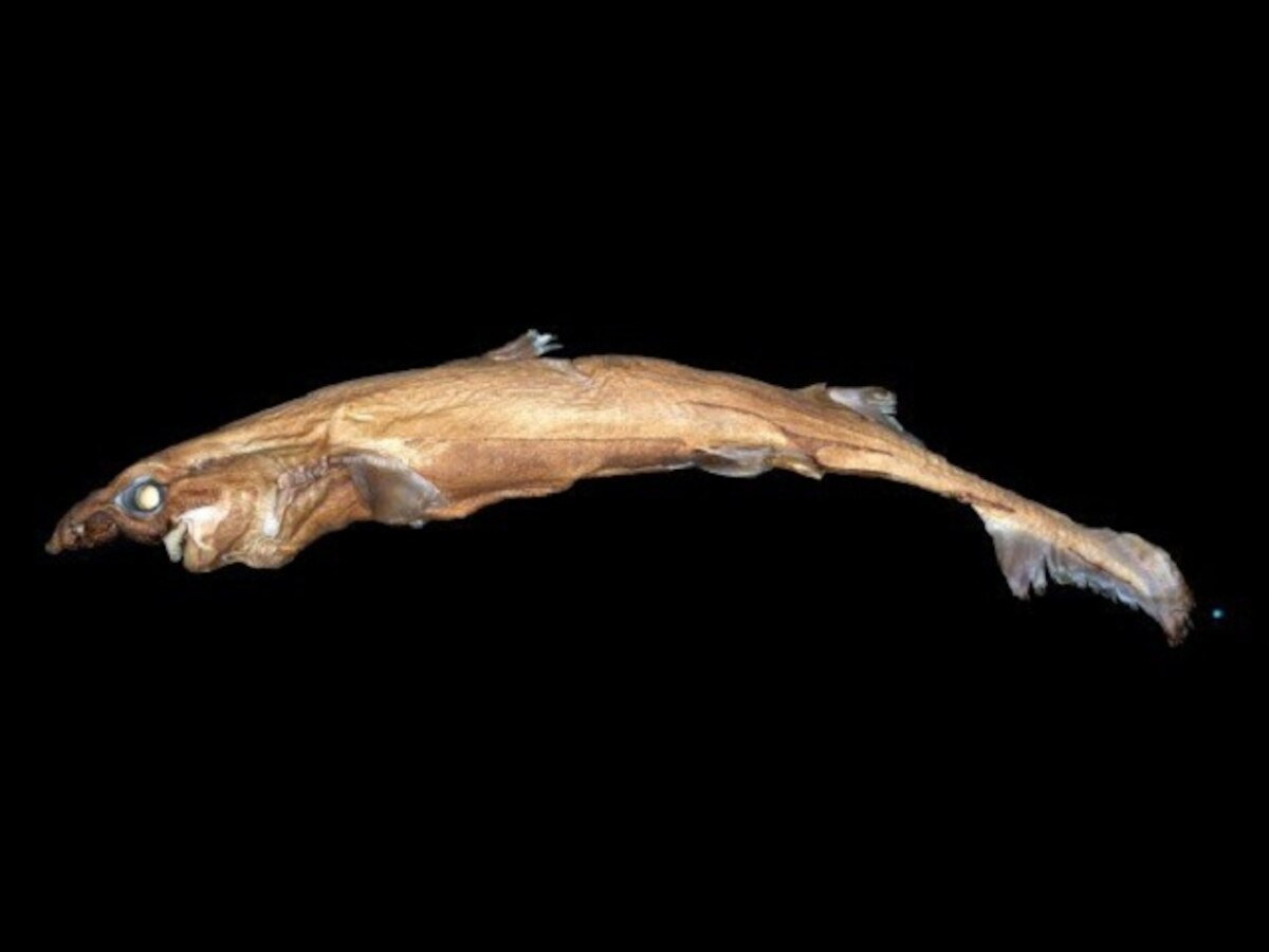 New glow-in-the-dark miniature shark species found