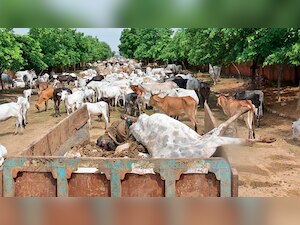 JMC decides to retain Hingonia official accused of animal cruelty