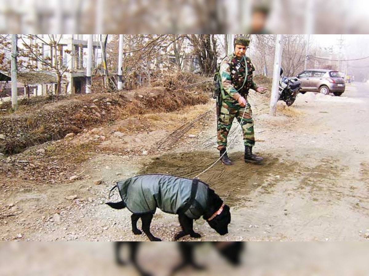 Army dogs lend a helping hand in war on terror