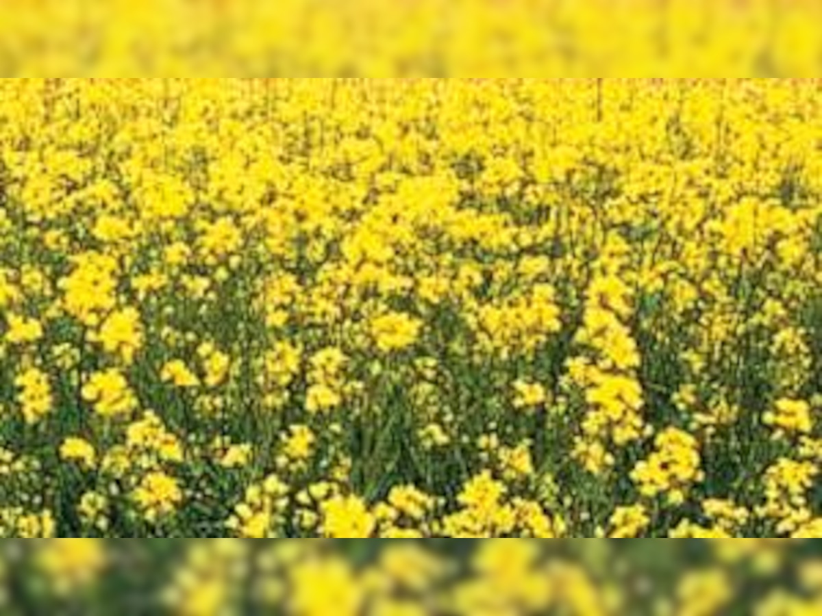 Govt to take a call on commercial roll-out of GM mustard crop in next 45 days 