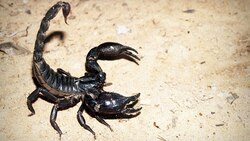 Scientists develop scorpion 'milking machine' for disease research