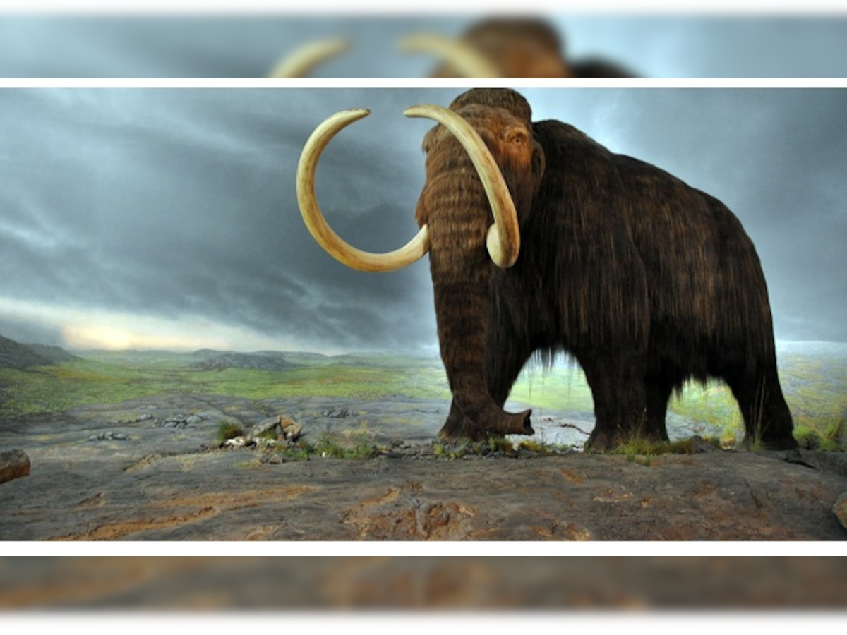 Competition over mammoth meat may have wiped out Neanderthals