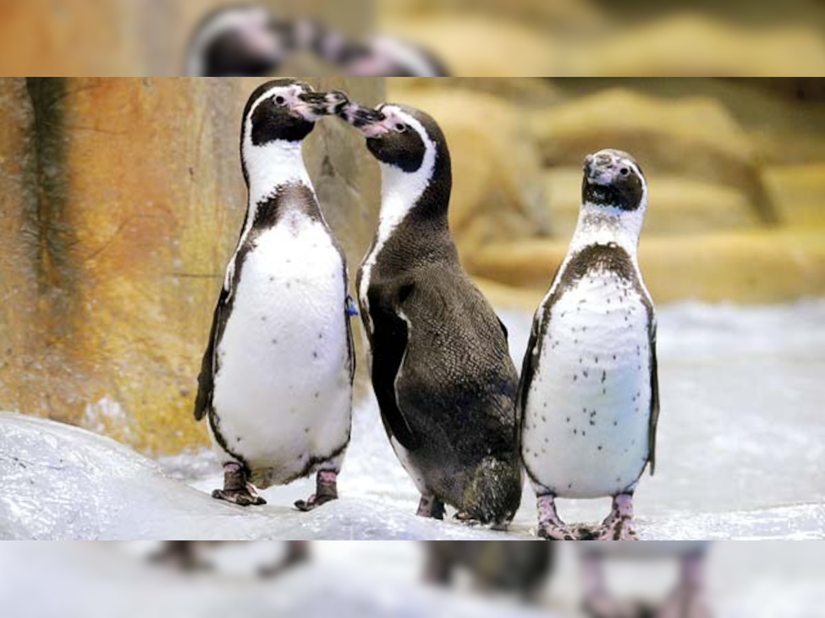 Hunt for groom on for Rani Baug's only single penguin