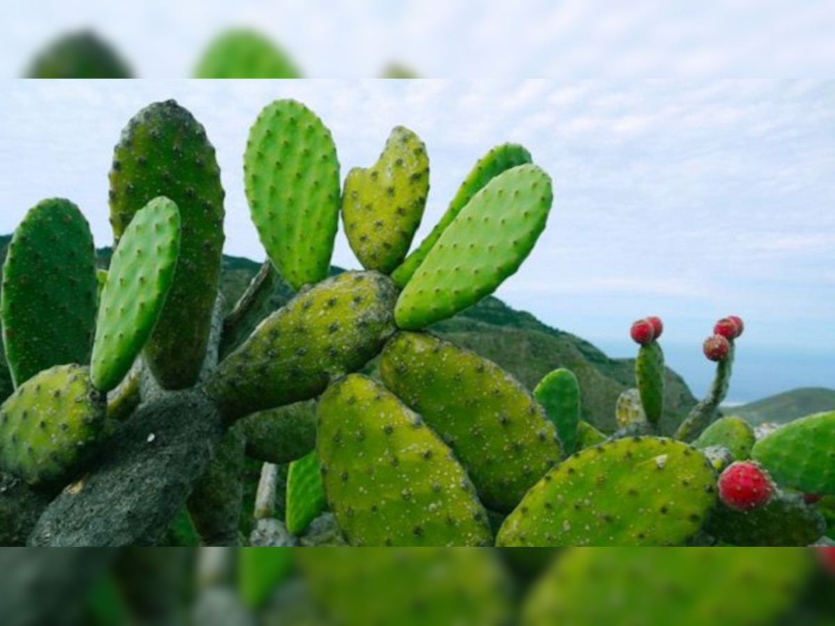 Mexico's prickly pear cactus: An energy source of the future?