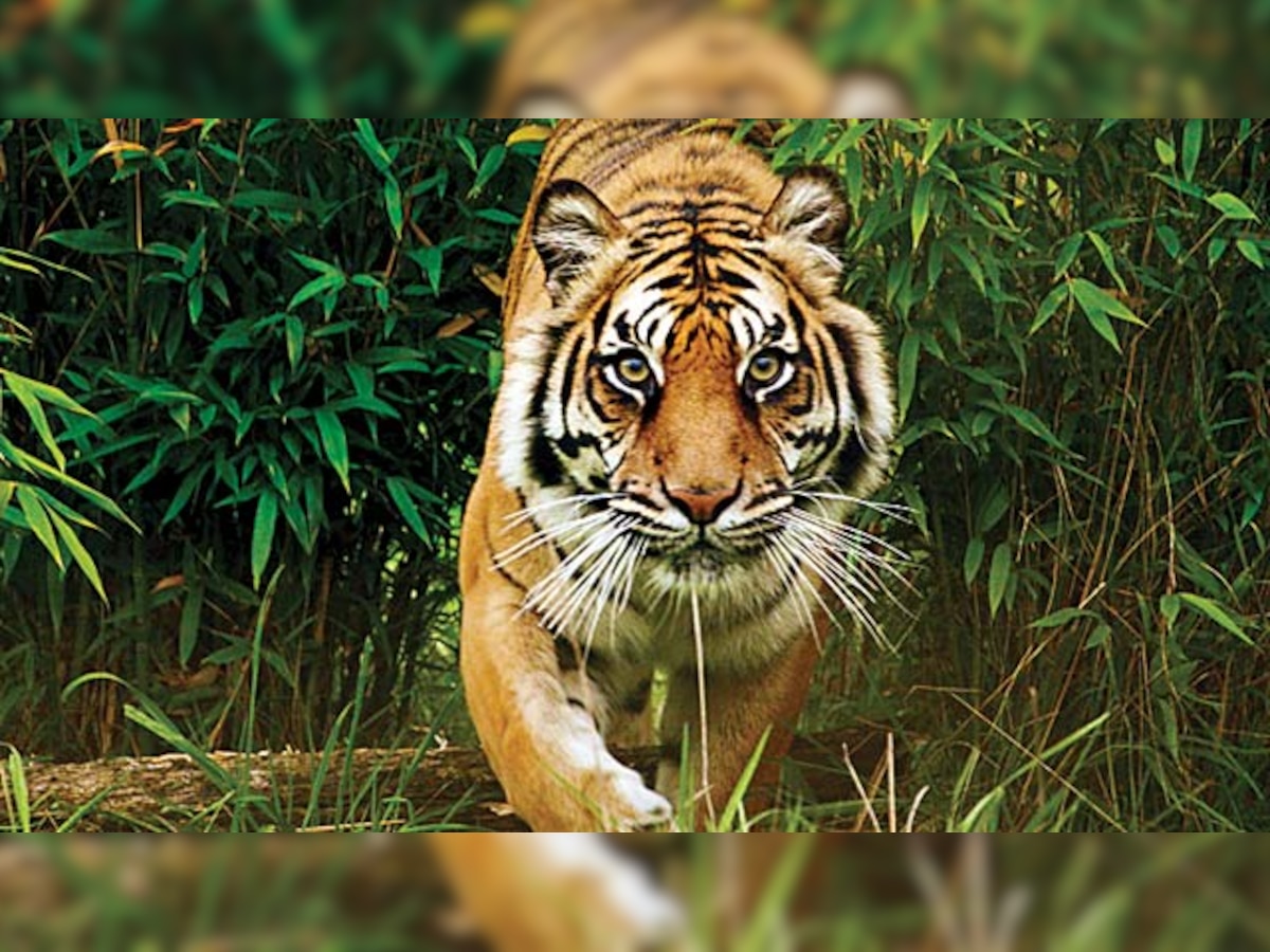 #DNAExclusive: Why Ranthambhore is losing its big cats