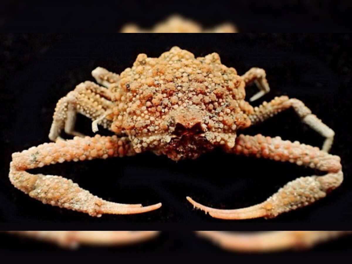 New crab species with star-shaped projections found