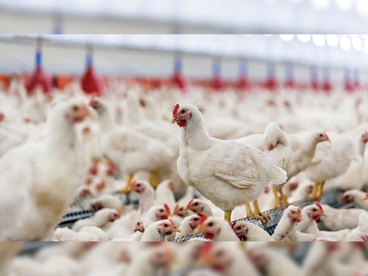 Antibiotic-fed chickens a big threat