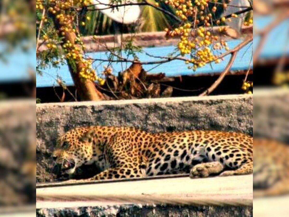Leopard enters a village in Chakan, forest officials arrive a little too late.