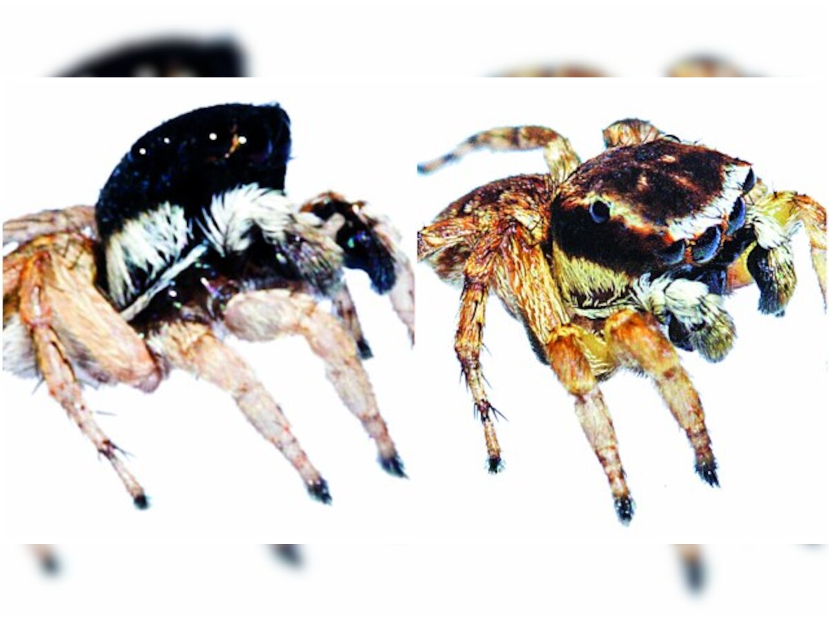 Onyx, Lacteus: Two new jumping spiders found in Aarey milk colony