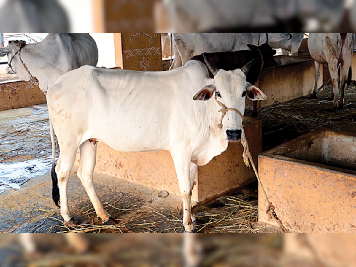 54 proposals moved to Centre to 'scientifically validate' medicinal value of cow urine