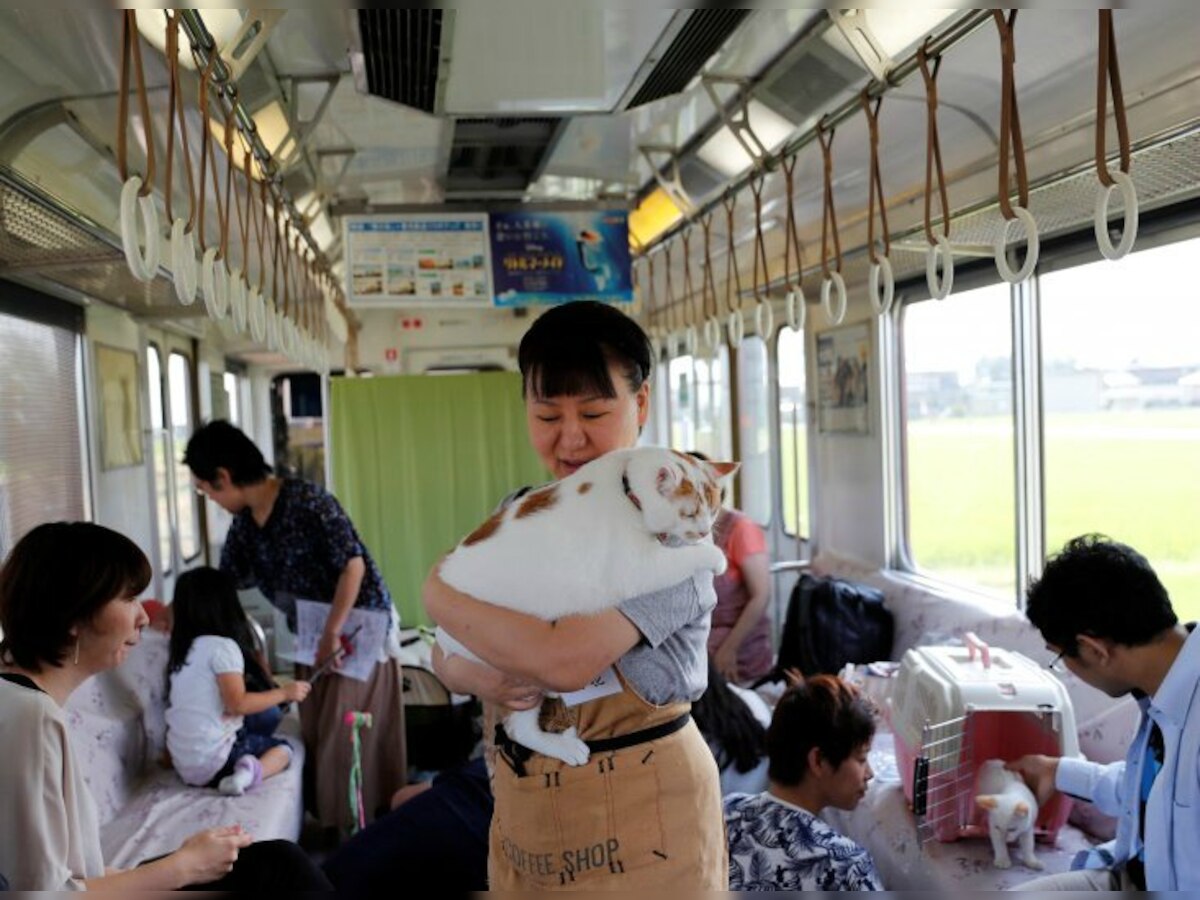 Japan: Cats on a train! railway lets felines roam to raise awareness of strays 