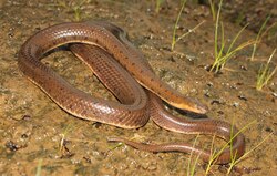 A new species of non-venomous aquatic snake- Aquatic Rhabdops dicovered in Western Ghats
