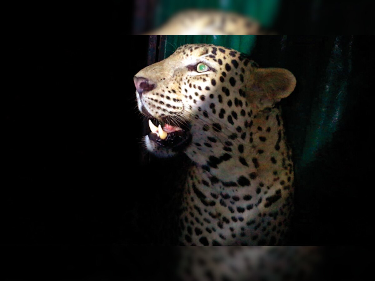 Problem leopard, suspect behind 5 attacks, trapped