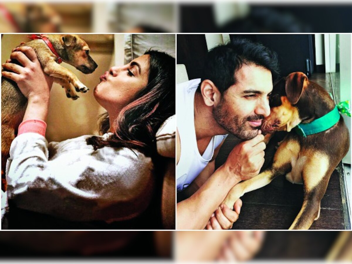 Priyanka Chopra to John Abraham: These pets of B-Town celebs are a huge hit on social media