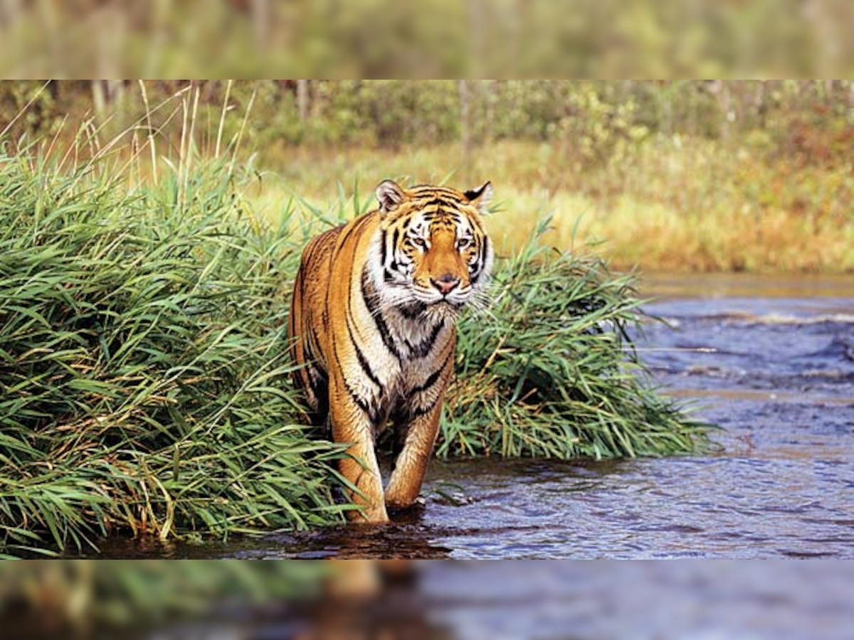 With tiger revival on agenda, experts to visit Cambodia